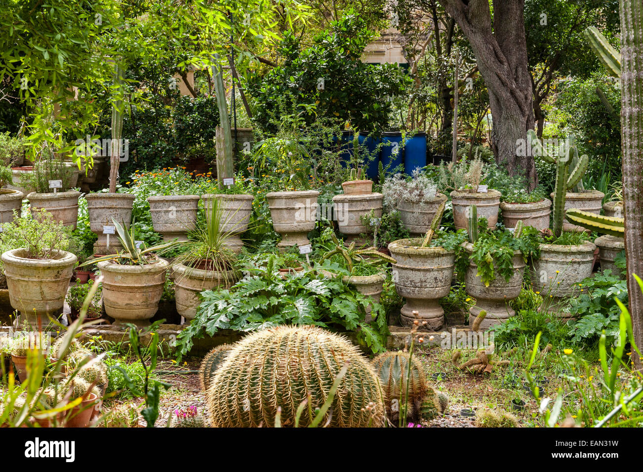 Malte. L'Argotti Botanical Gardens, Floriana, créé en 1805 Banque D'Images