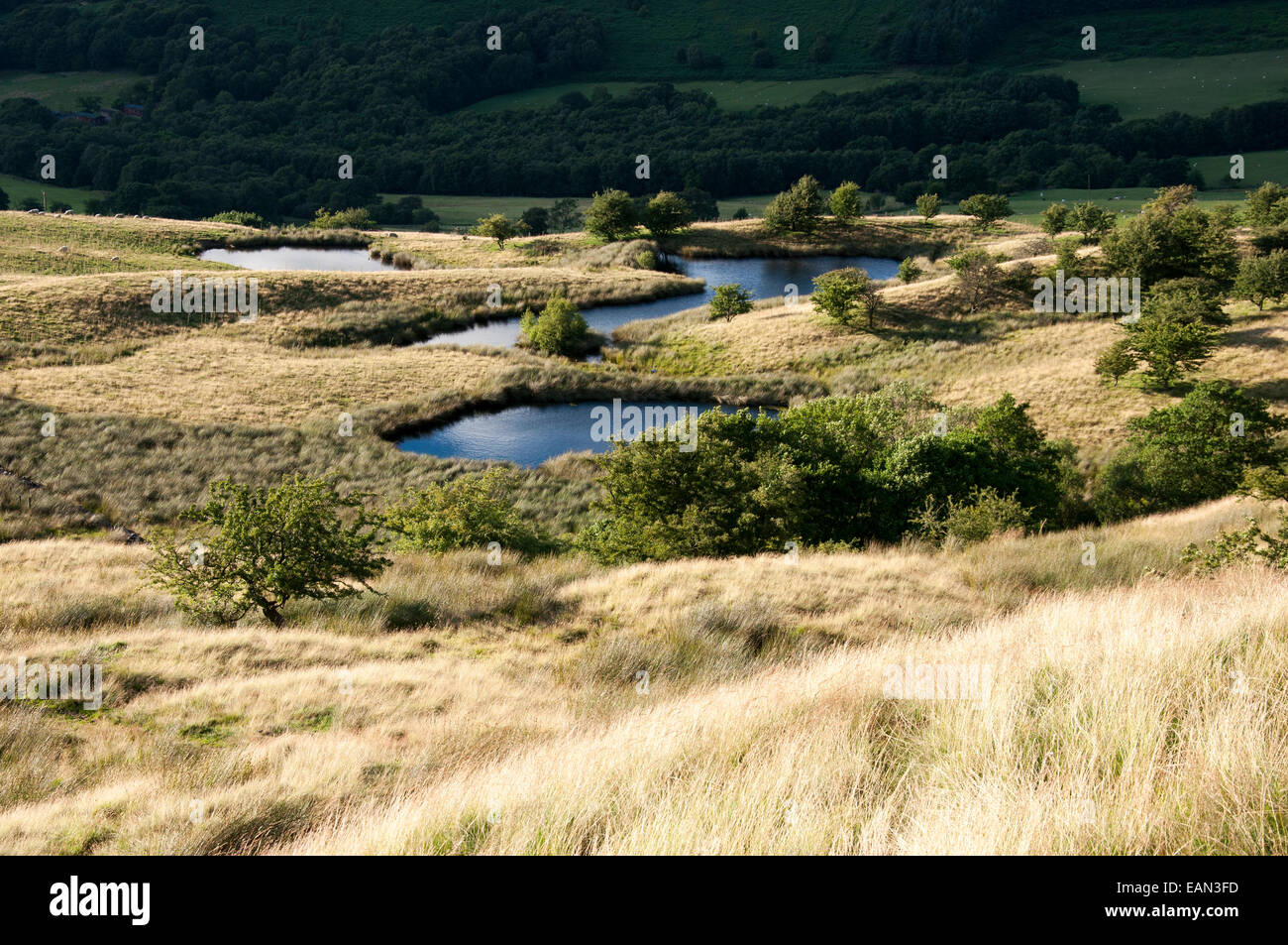 Groupe de petites mares d'eau dans un paysage de landes ci-dessous Coombes edge in Charlesworth, Derbyshire. Banque D'Images