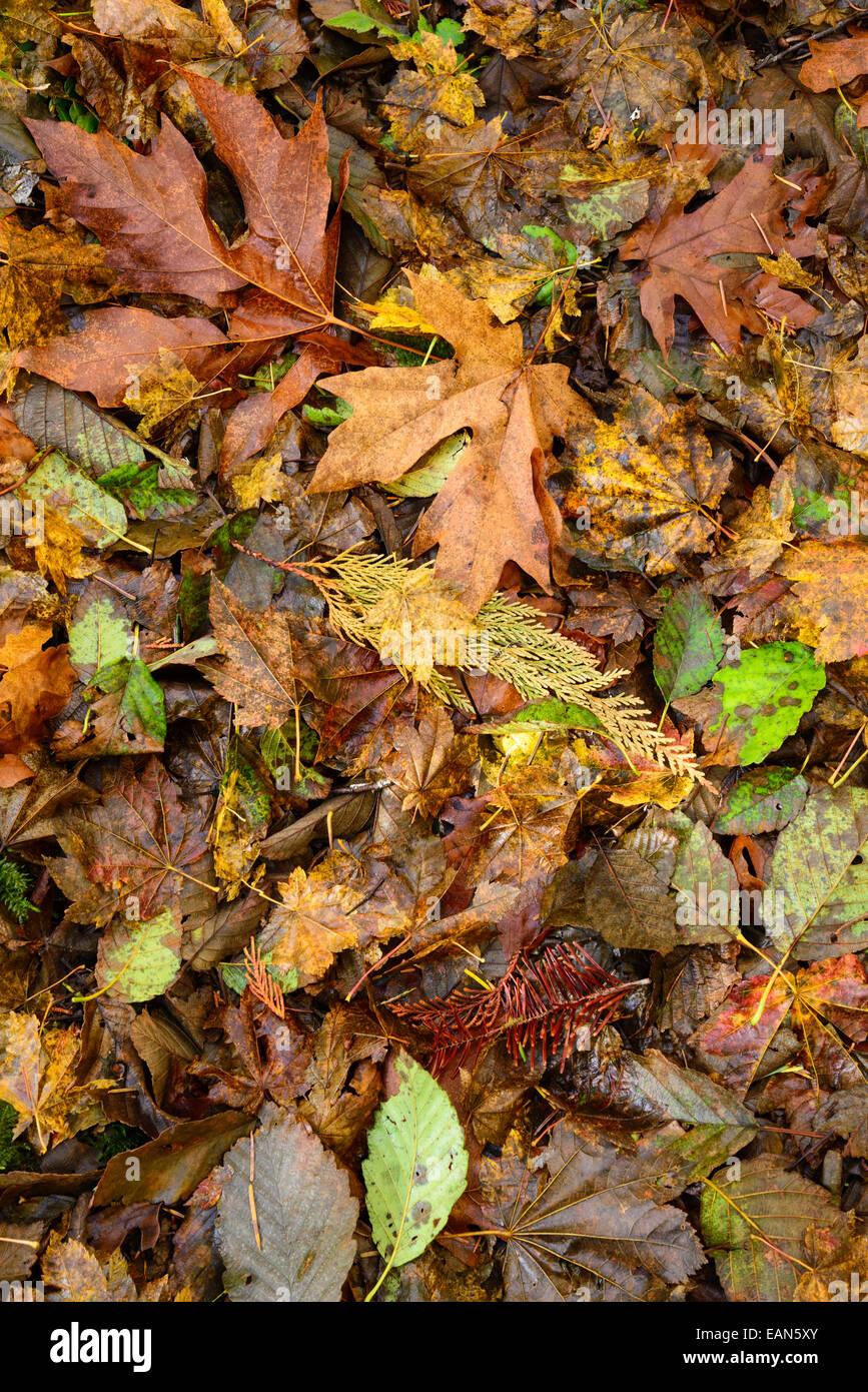 La couleur de l'automne laisse sur la litière North Fork Trail, North Fork du tablier de la rivière Willamette, forêt nationale de Willamette, Banque D'Images