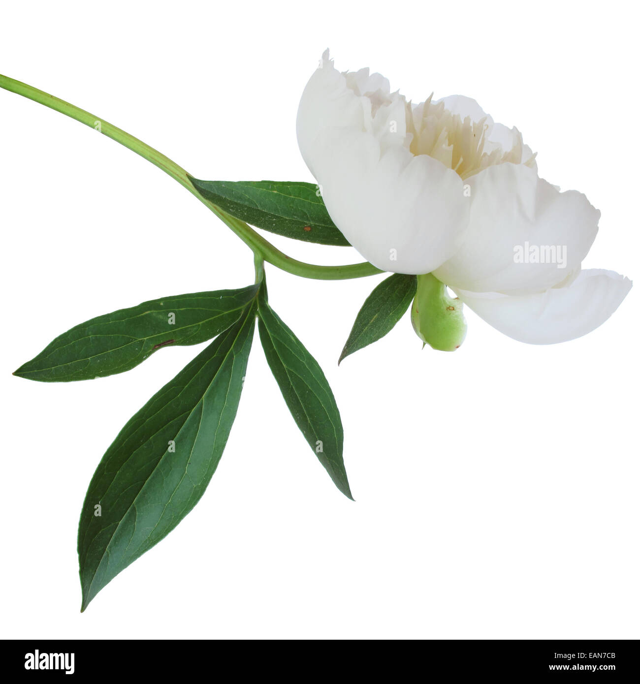 Parfait, fresh pivoine blanche sur fond blanc Banque D'Images