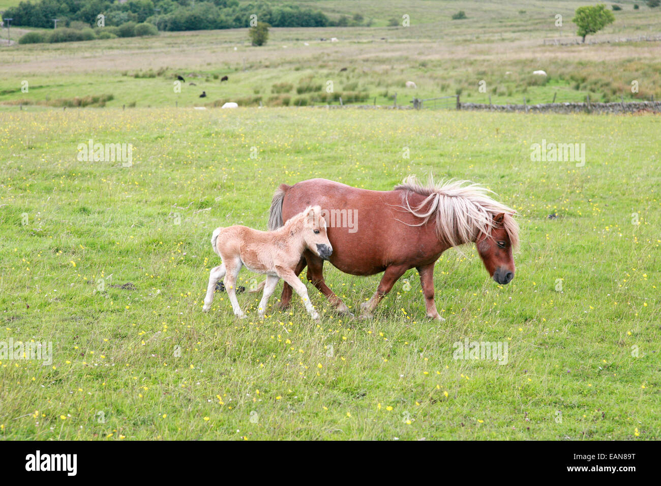 Poney Shetland et son poulain dans le champ Banque D'Images