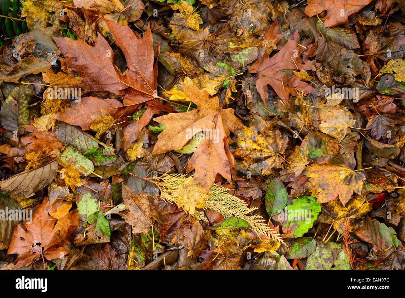 La couleur de l'automne laisse sur la litière North Fork Trail, North Fork du tablier de la rivière Willamette, forêt nationale de Willamette, Banque D'Images