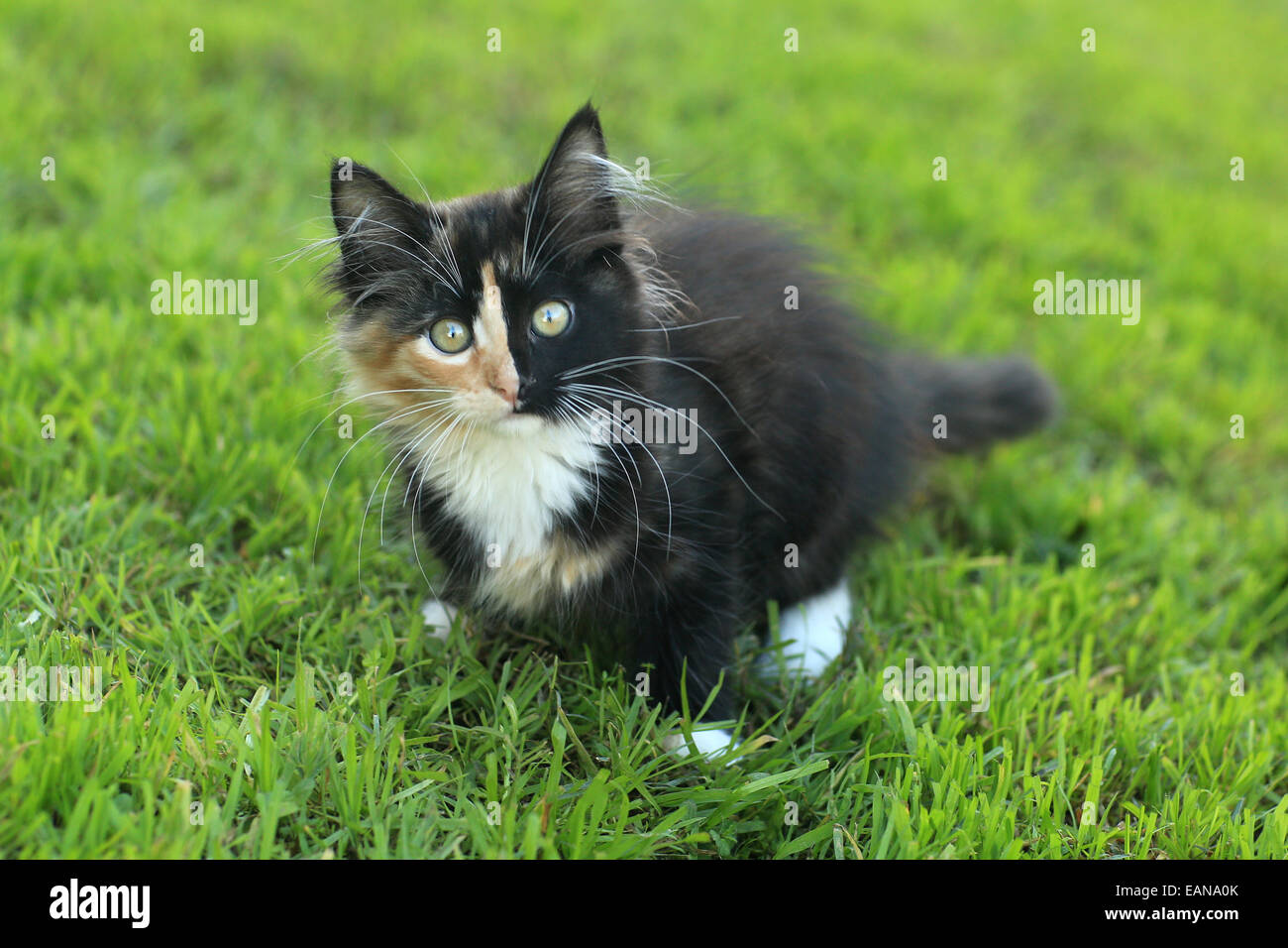 Petit Chaton domestique aux cheveux longs avec un split Face Banque D'Images