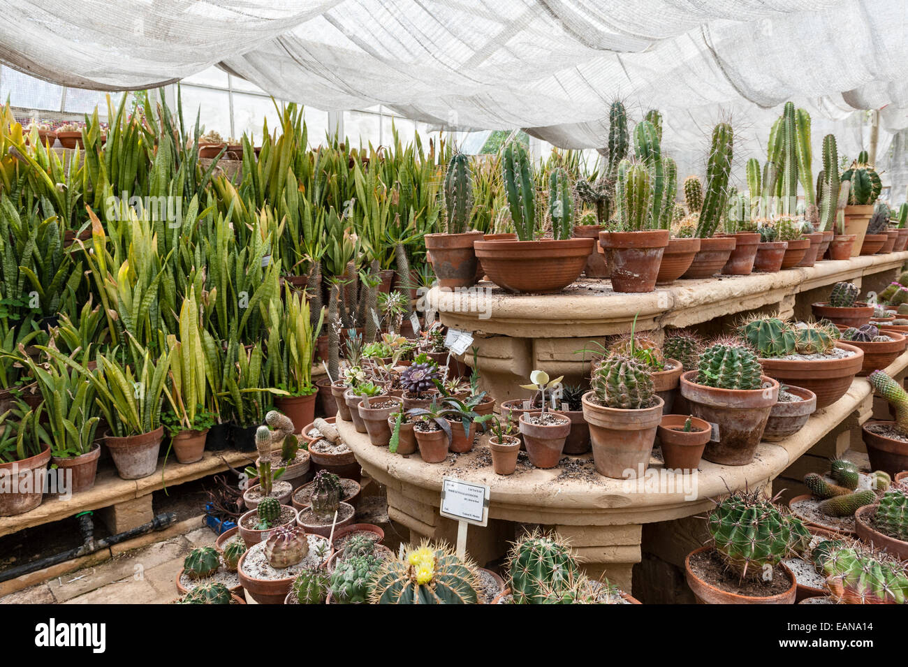 Expositions de cactus dans les jardins botaniques Argotti, Floriana, Malte, créé en 1805 Banque D'Images