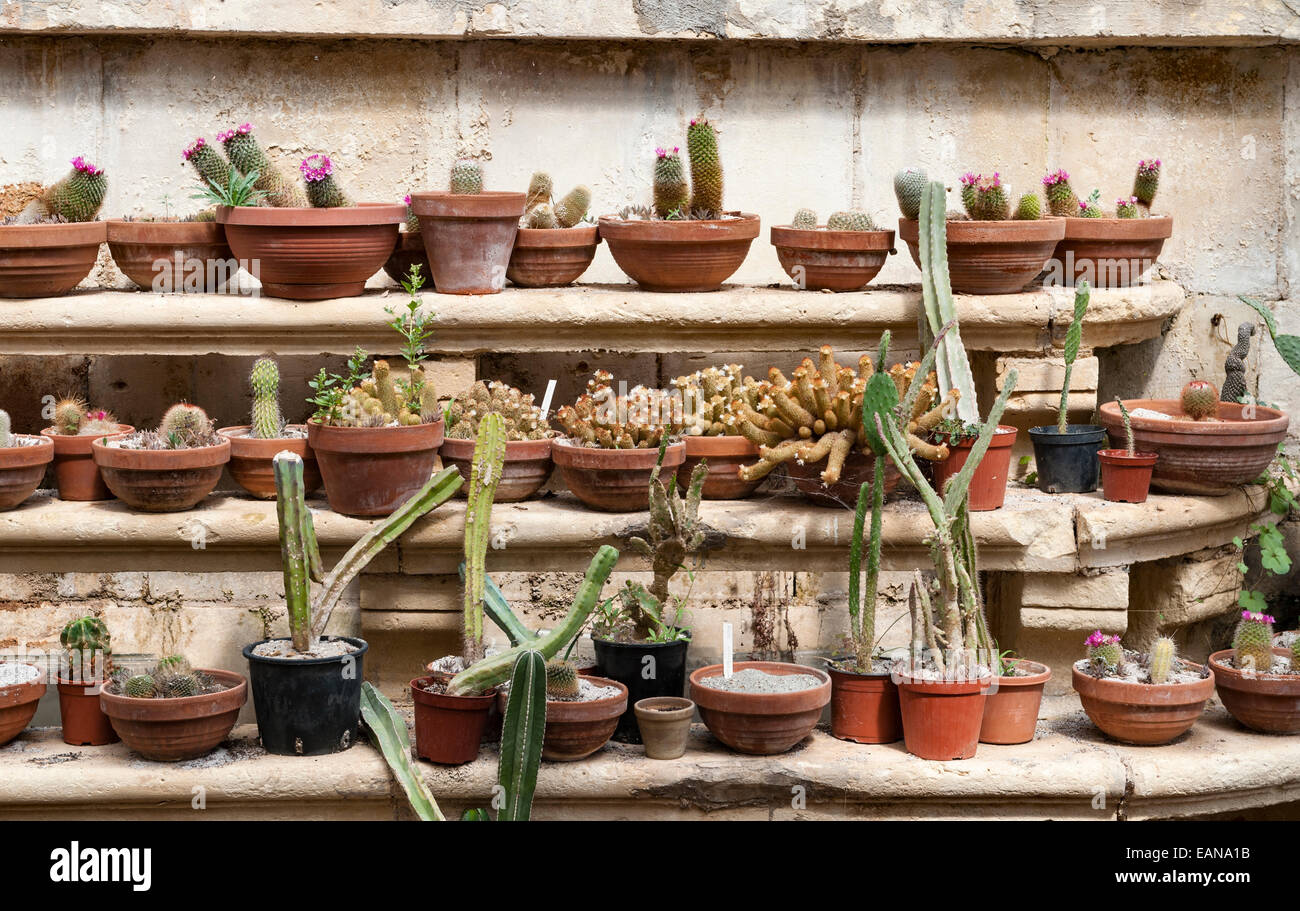 Expositions de cactus dans les jardins botaniques Argotti, Floriana, Malte, créé en 1805 Banque D'Images