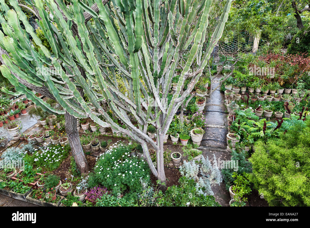 Dans les jardins botaniques Argotti, Floriana, Malte, créé en 1805 Banque D'Images