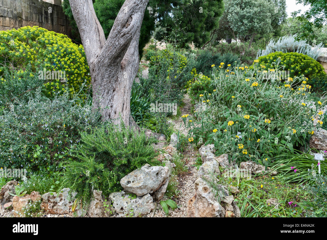 Dans les jardins botaniques Argotti, Floriana, Malte, créé en 1805 Banque D'Images