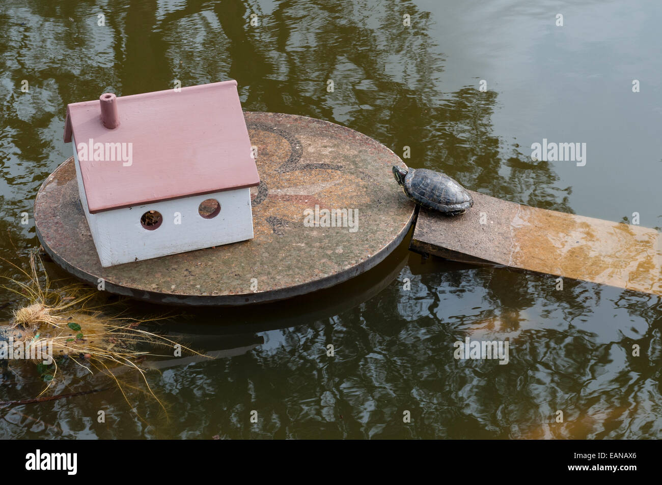 Une tortue de retour à sa maison, un chalet jouet sur une île dans un étang de jardin Banque D'Images