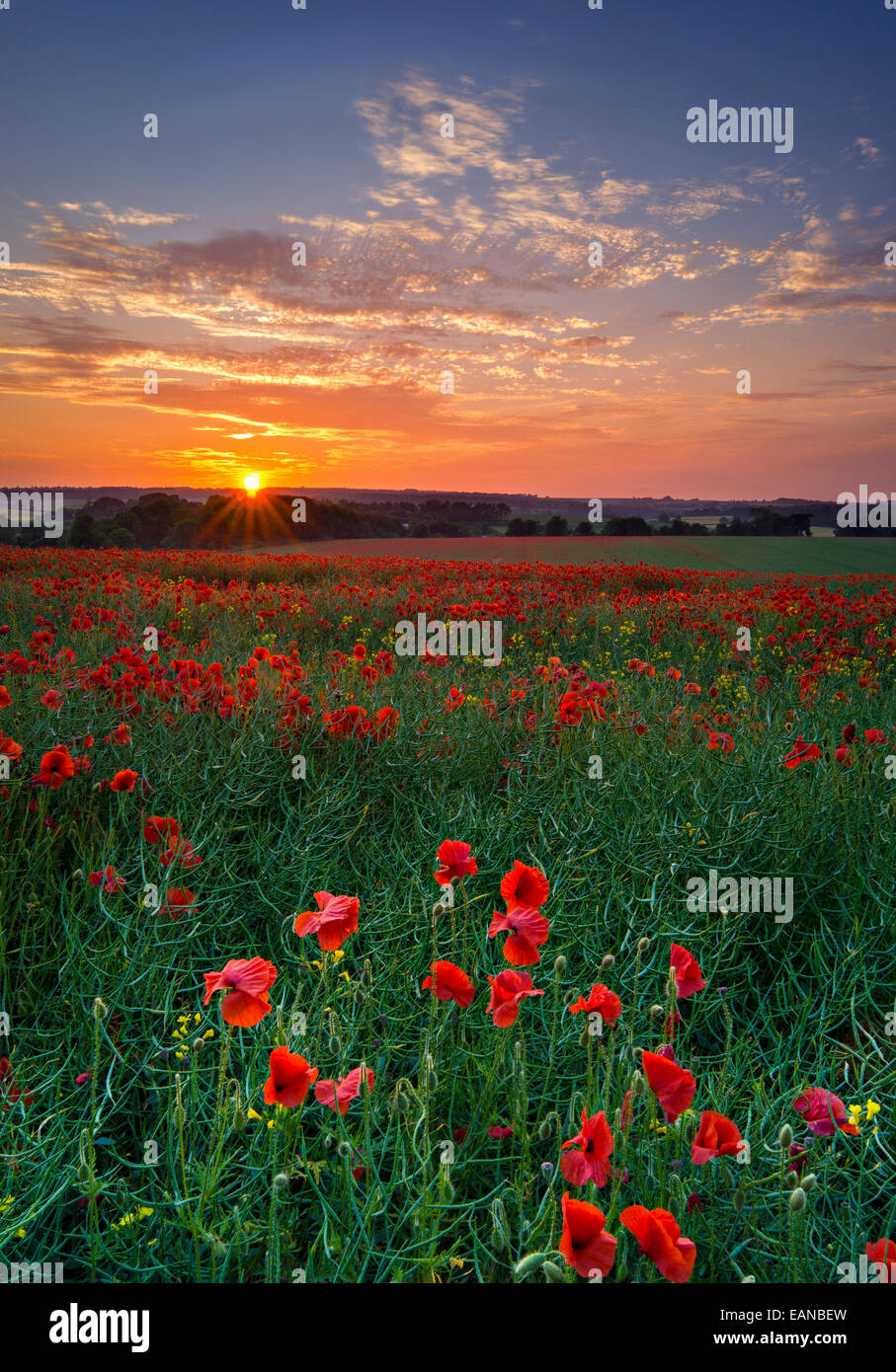 Coquelicots au coucher du soleil, Wiltshire, Angleterre Banque D'Images