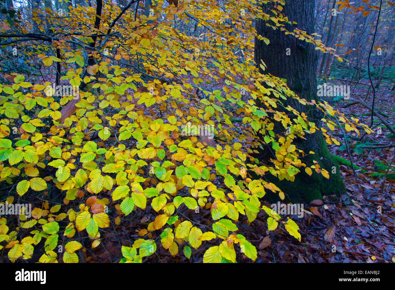 Hêtre Fagus sylvatica feuilles changent de couleur en automne Banque D'Images