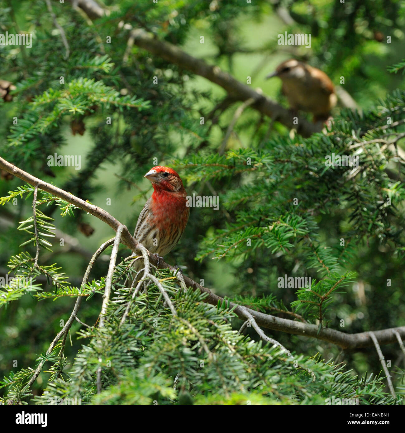 Un homme housefinch (Carpodacus mexicanus) vérifie la présence de danger pendant qu'un autre lui montres songbird. Banque D'Images