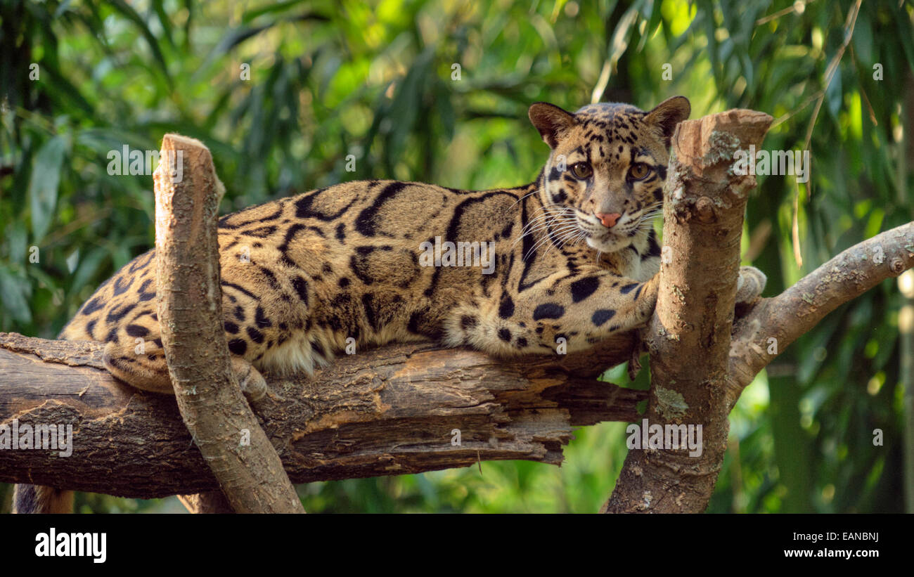 Une panthère nébuleuse (Neofelis nebuloso) au Zoo de Nashville (TN) Banque D'Images