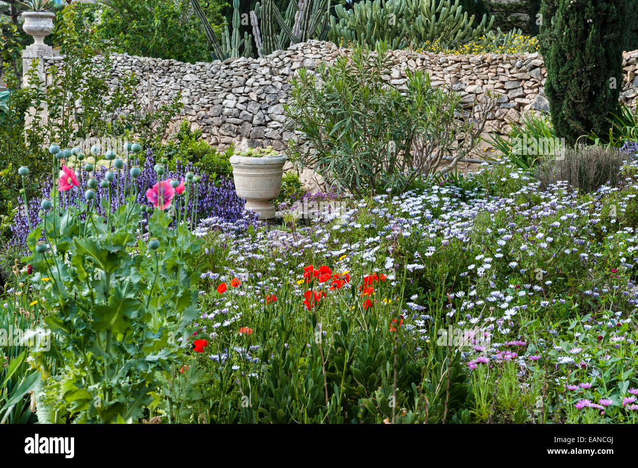 Attard, Malte. Le jardin moderne de fleurs sauvages dans le domaine de la Villa Bologna, une belle maison maltaise de 18c dans le style baroque Banque D'Images