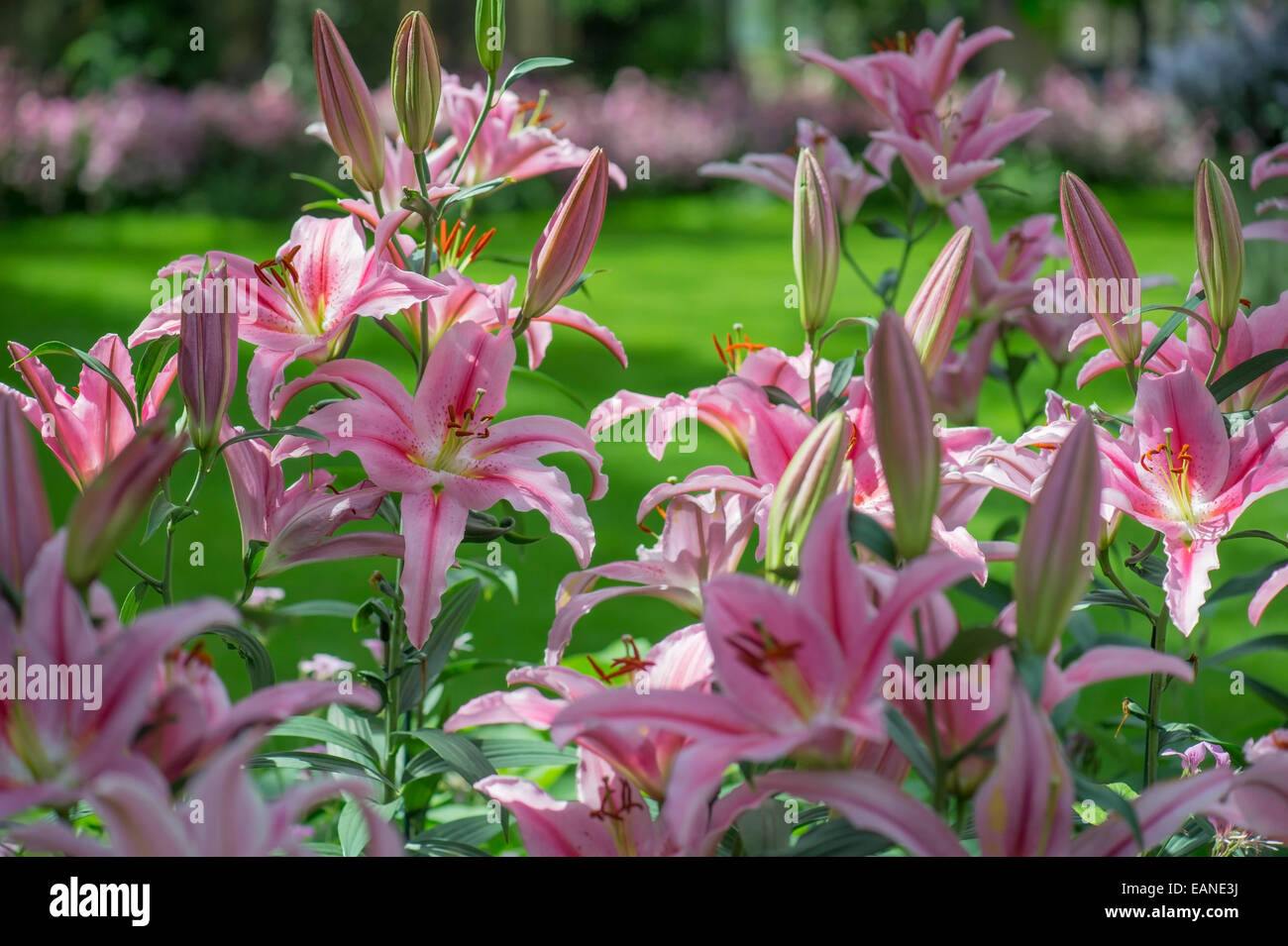 Le lis tigré rose Fleurs, Longwood Gardens Conservatory Arboretum Banque D'Images