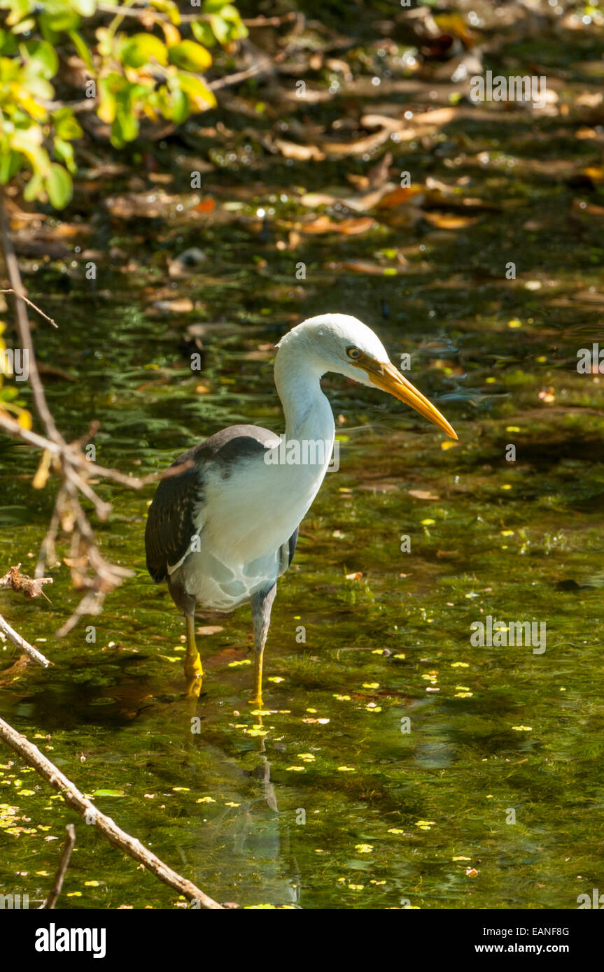 Pied pour mineurs, Heron Ardea picata à Marlgu Billabong près de Wyndham, WA, Australie Banque D'Images