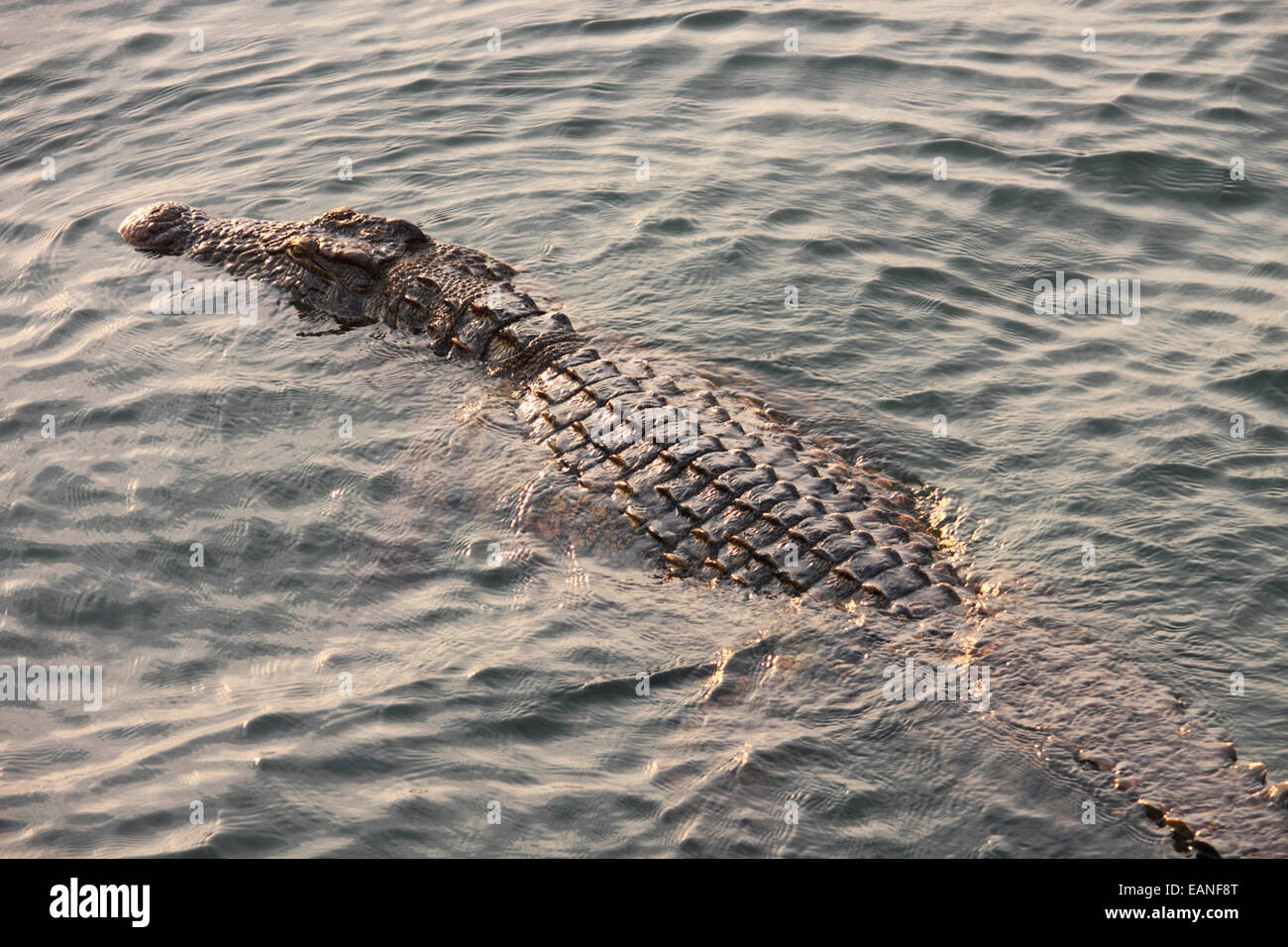 Un crocodile à demi submergé de nager dans une rivière. Banque D'Images