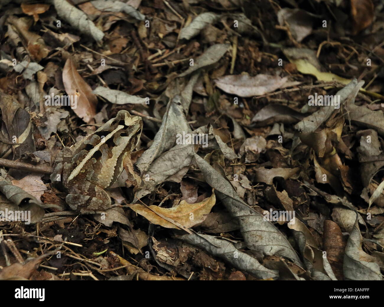 Une grenouille bien camouflé assis sur le sol de la forêt, le Parc National El Imposible, El Salvador. Banque D'Images