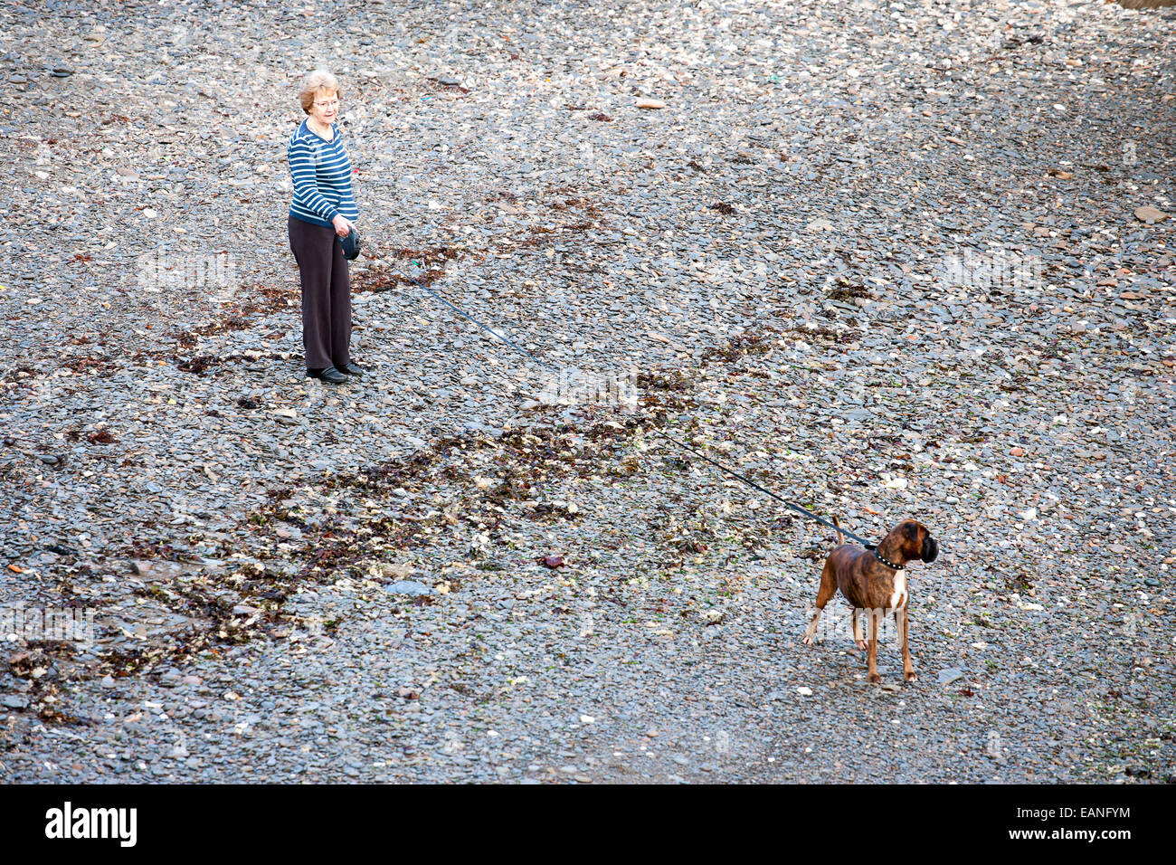 Balades à pied chien boxer retraité à Pebble Beach Banque D'Images