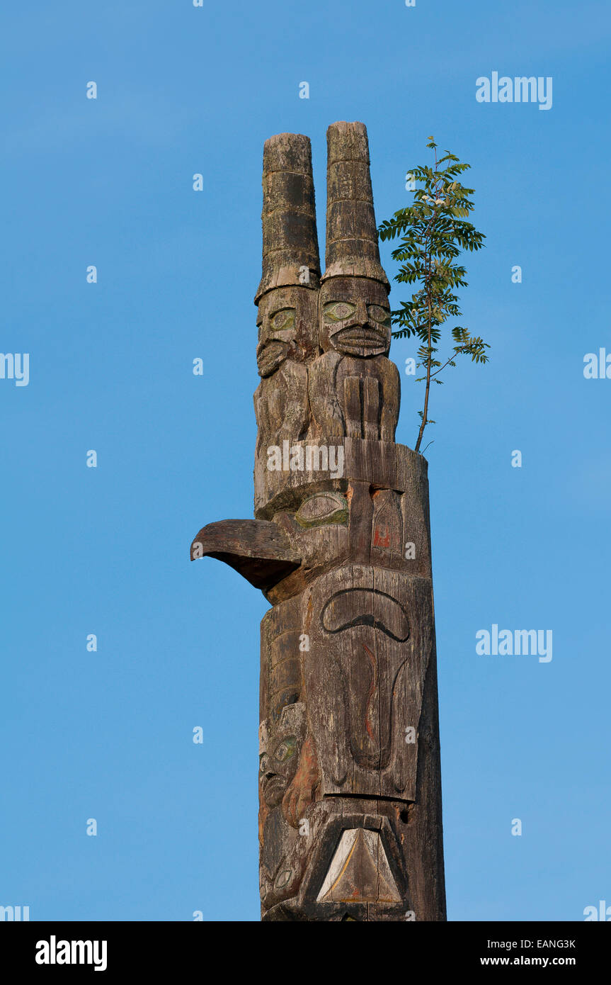 Le sorbier d'arbre qui pousse en haut du totem, Cates Park, connu en tant que Première nation Tsleil-Waututh 'Whey Ah Wichen' (FAC Banque D'Images