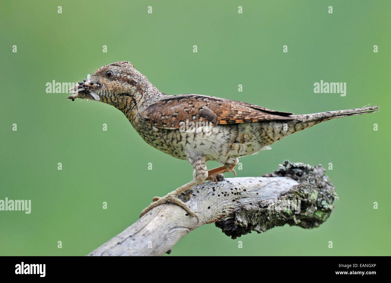 Fourmilier eurasien avec son bec plein de vers et d'insectes Banque D'Images
