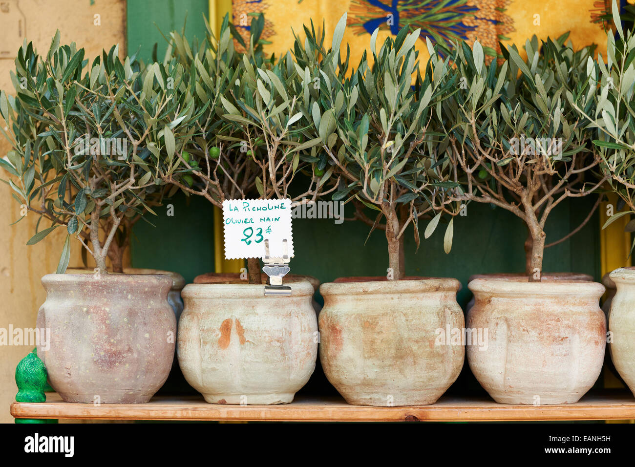 Petits oliviers en pots, bonsai à vendre en Provence, France Banque D'Images