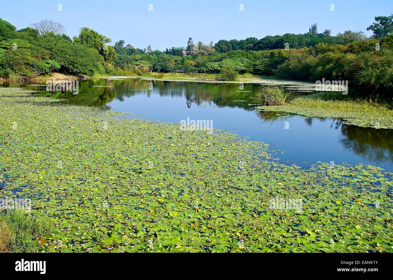 La zone humide marais près de ville du sud de Taïwan Banque D'Images