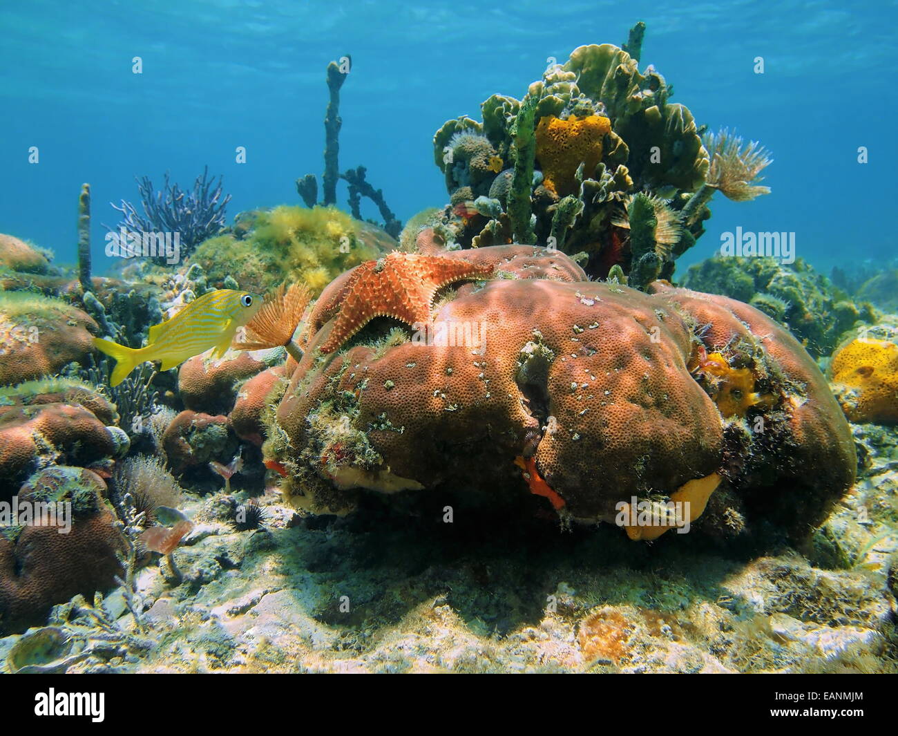La mer vie sous-marine colorée dans un récif de corail de la mer des Caraïbes Banque D'Images