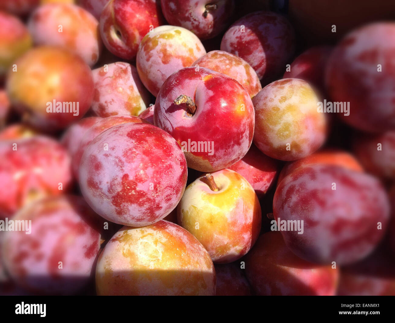 Organic prunes rouges dans un stand au marché de fermiers Banque D'Images