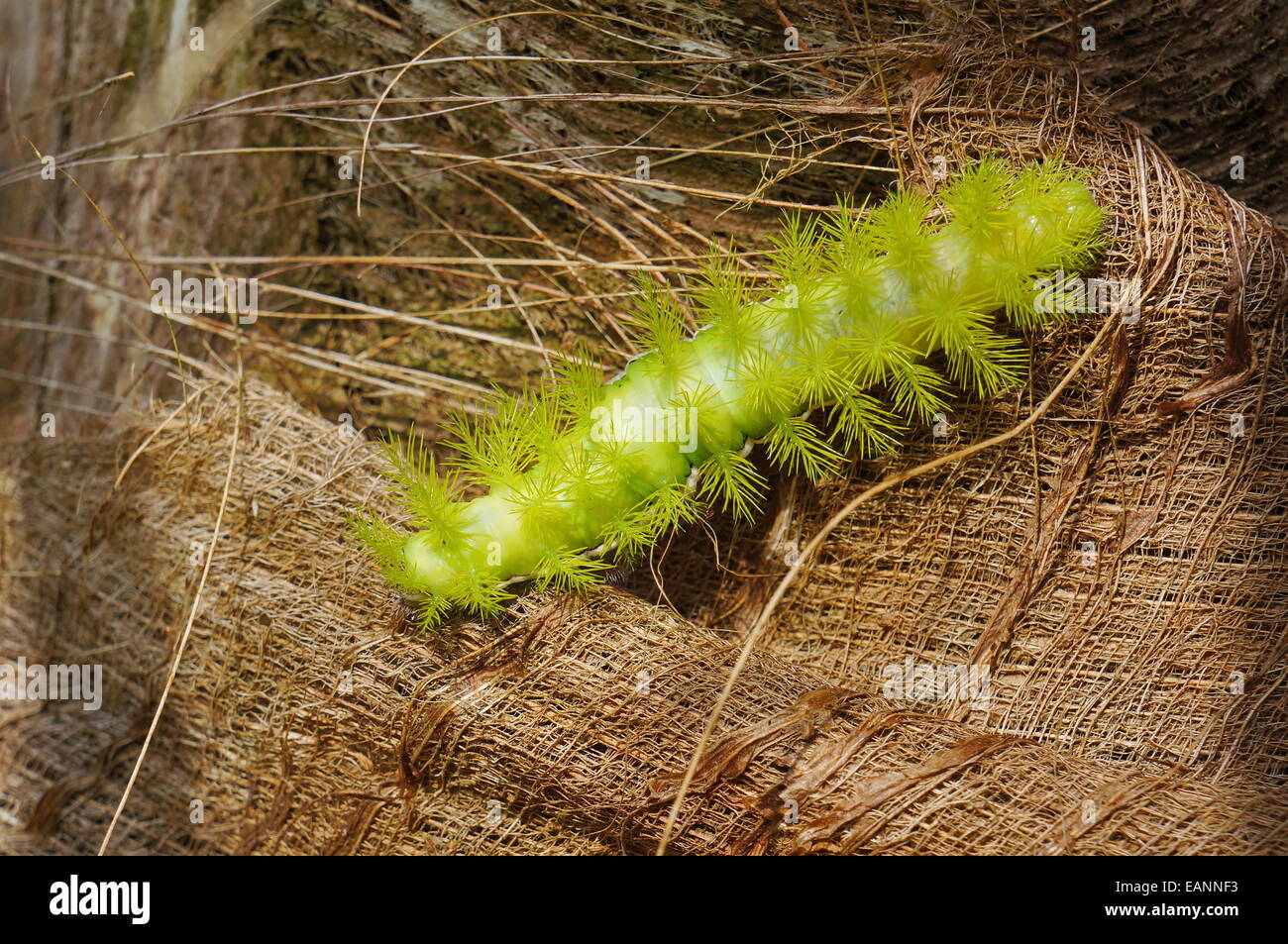 Chenille verte et poilue Banque de photographies et d’images à haute — free download