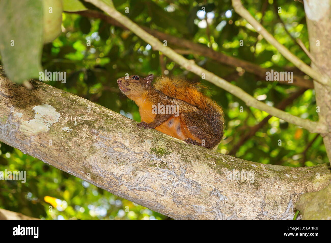 L'Écureuil à queue rouge, Sciurus granatensis, sur une branche, des Caraïbes, Puerto Viejo, Costa Rica, Amérique Centrale Banque D'Images
