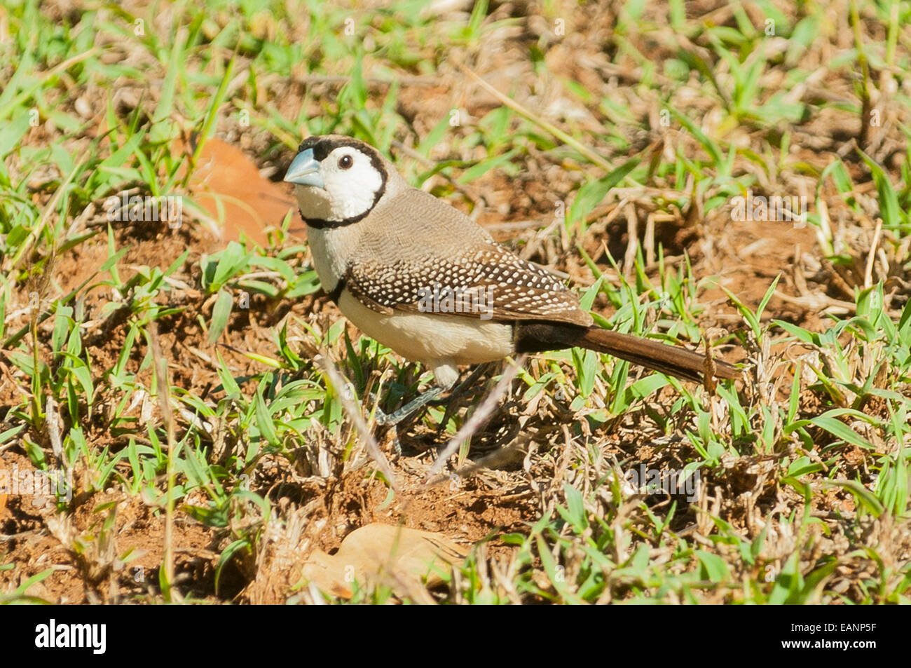 Double-prescription Finch, Taeniopygia bichenovii à Mt Hart, Kimberley, WA, Australie Banque D'Images