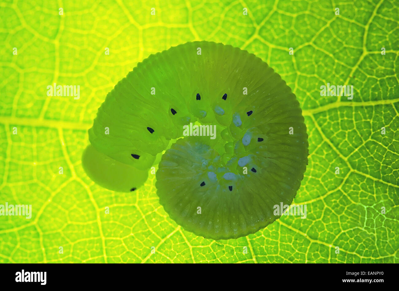 Silhouette de Caterpillar sur feuille verte Banque D'Images