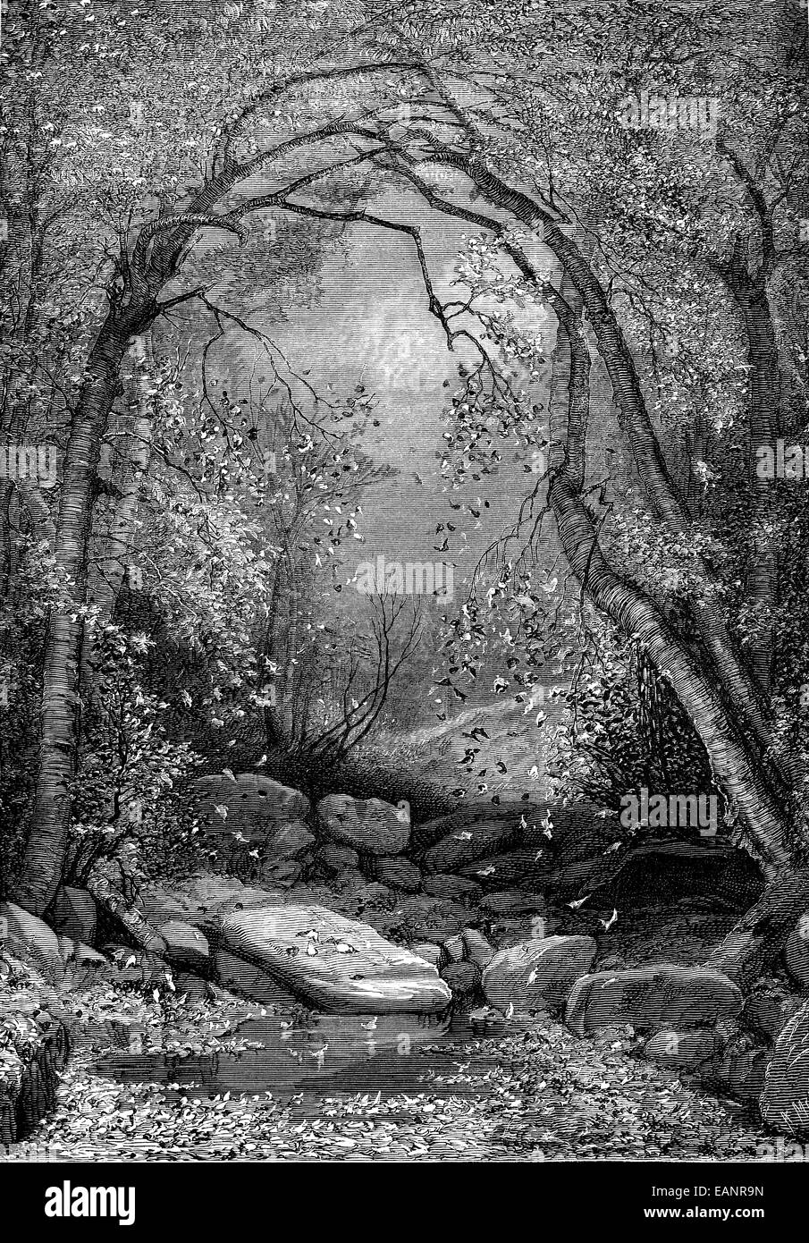 L'érable à sucre, vintage engraved illustration. Journal des voyages, Journal de voyage, (1880-1881). Banque D'Images