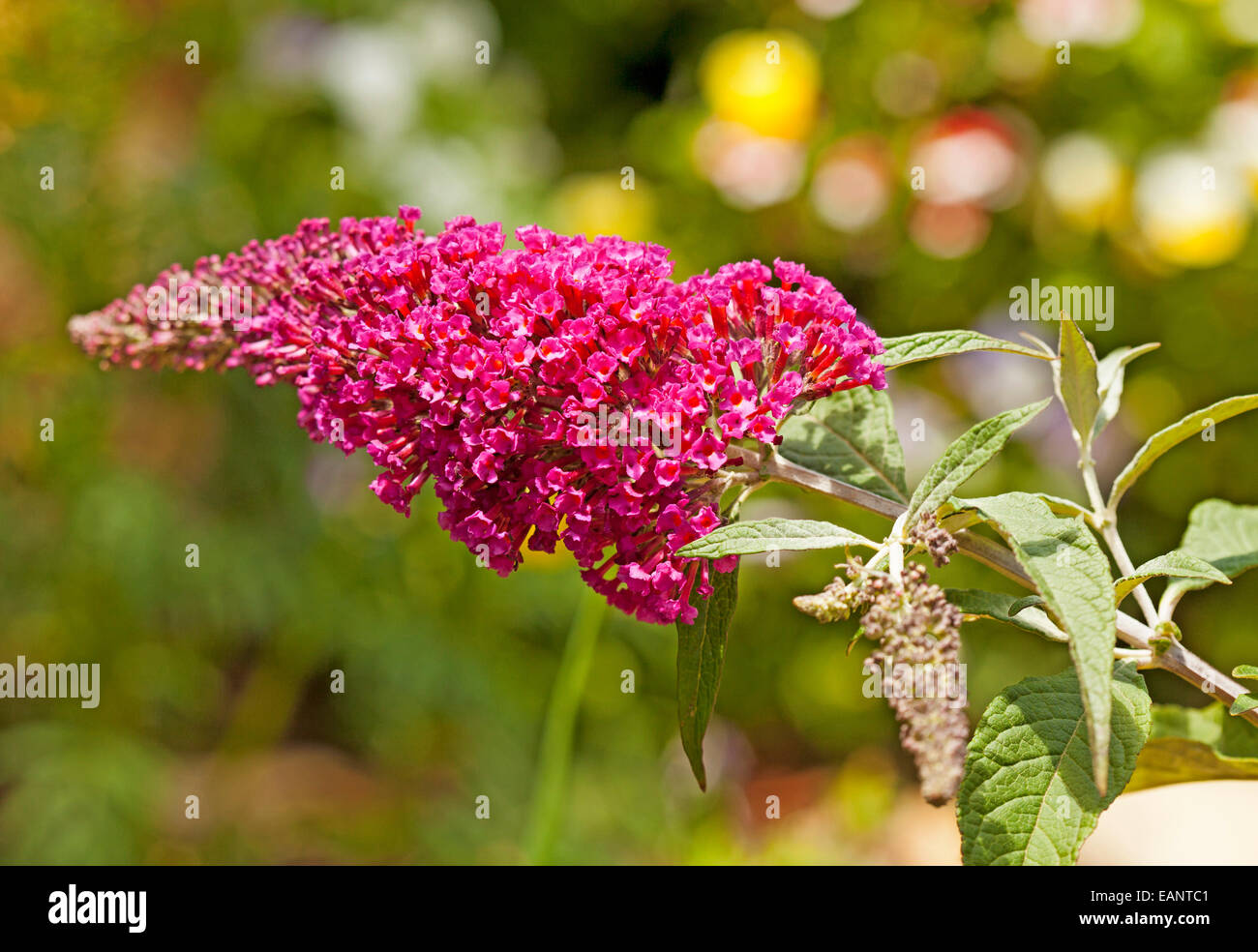 Rouge clair / fleurs rose profond de Buddleja davidii Buzz series 'Velvet' avec des feuilles vert clair à l'arrière-plan vert vif Banque D'Images