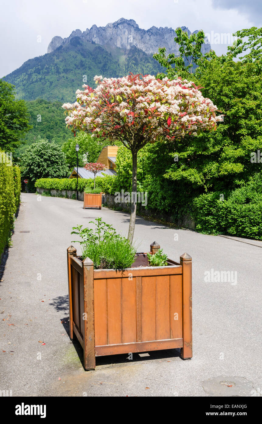 Petit arbre dans un côté rue semoir-fort, Talloires, Annecy, Haute-Savoie, Rhône-Alpes, France Banque D'Images