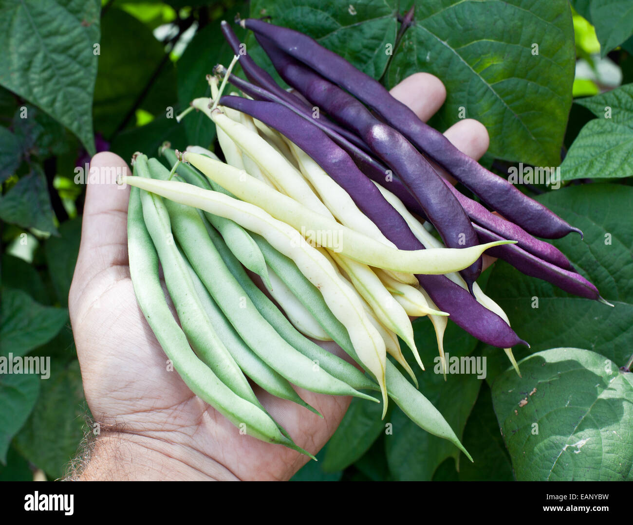 Les haricots frais dans la main de l'homme. Plantes vertes sur l'arrière-plan. Banque D'Images