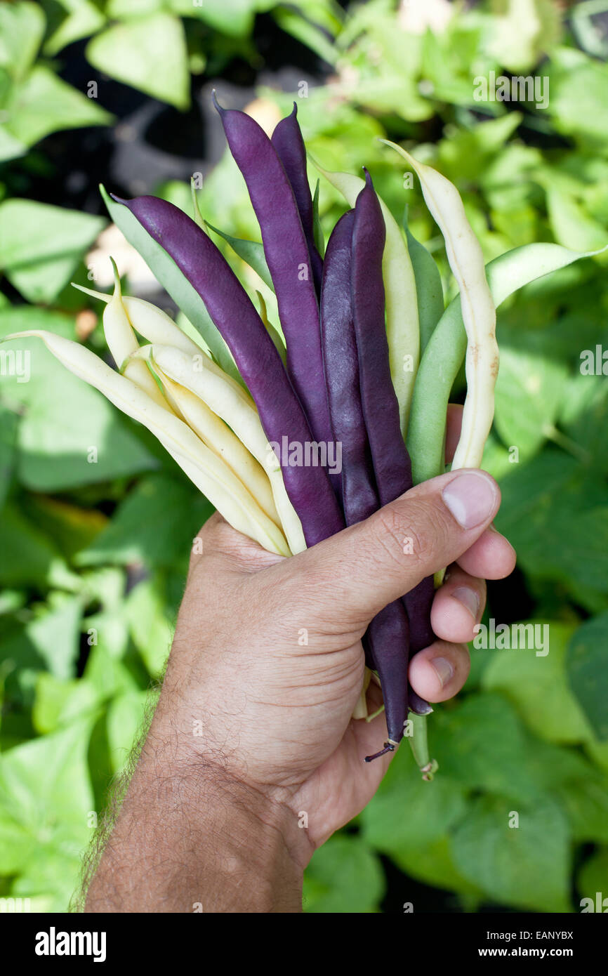 Les haricots frais dans la main de l'homme. Plantes vertes sur l'arrière-plan. Banque D'Images