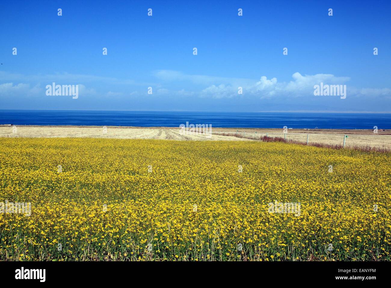 Beau paysage de champs de colza autour du lac Qinghai, Chine Banque D'Images