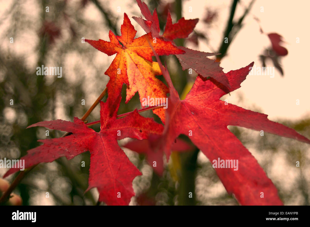 Feuilles d’automne Banque D'Images