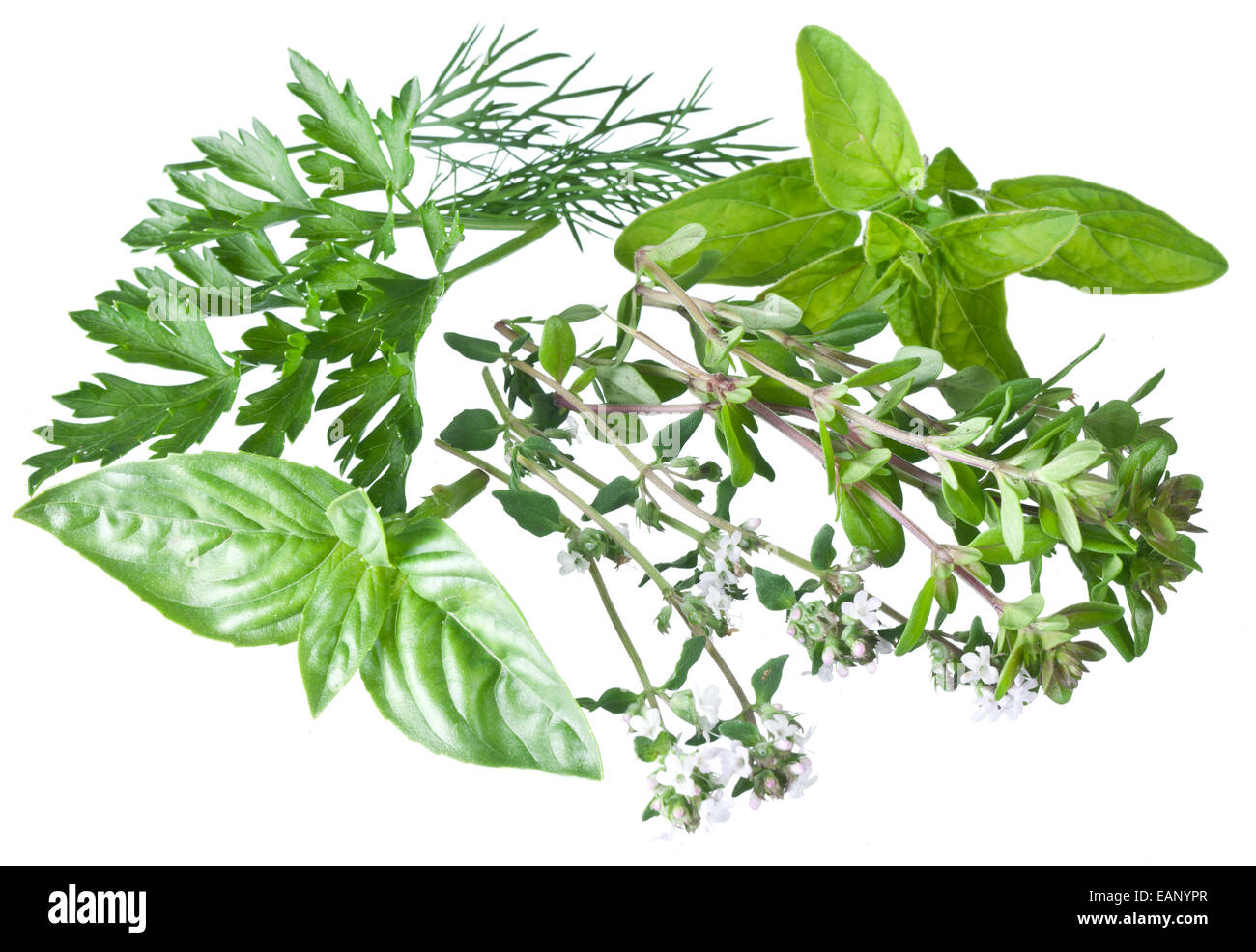 Herbes fraîches vert isolé sur un fond blanc. Banque D'Images