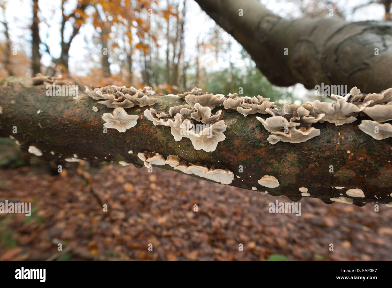 Polypore champignons support hêtre branche d'arbre en automne Banque D'Images