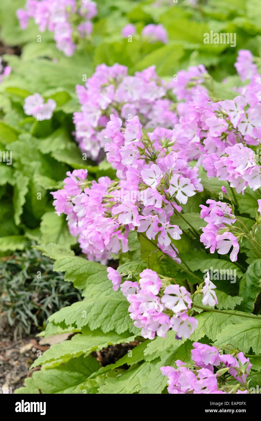 Primrose primula sieboldii (japonais) Banque D'Images