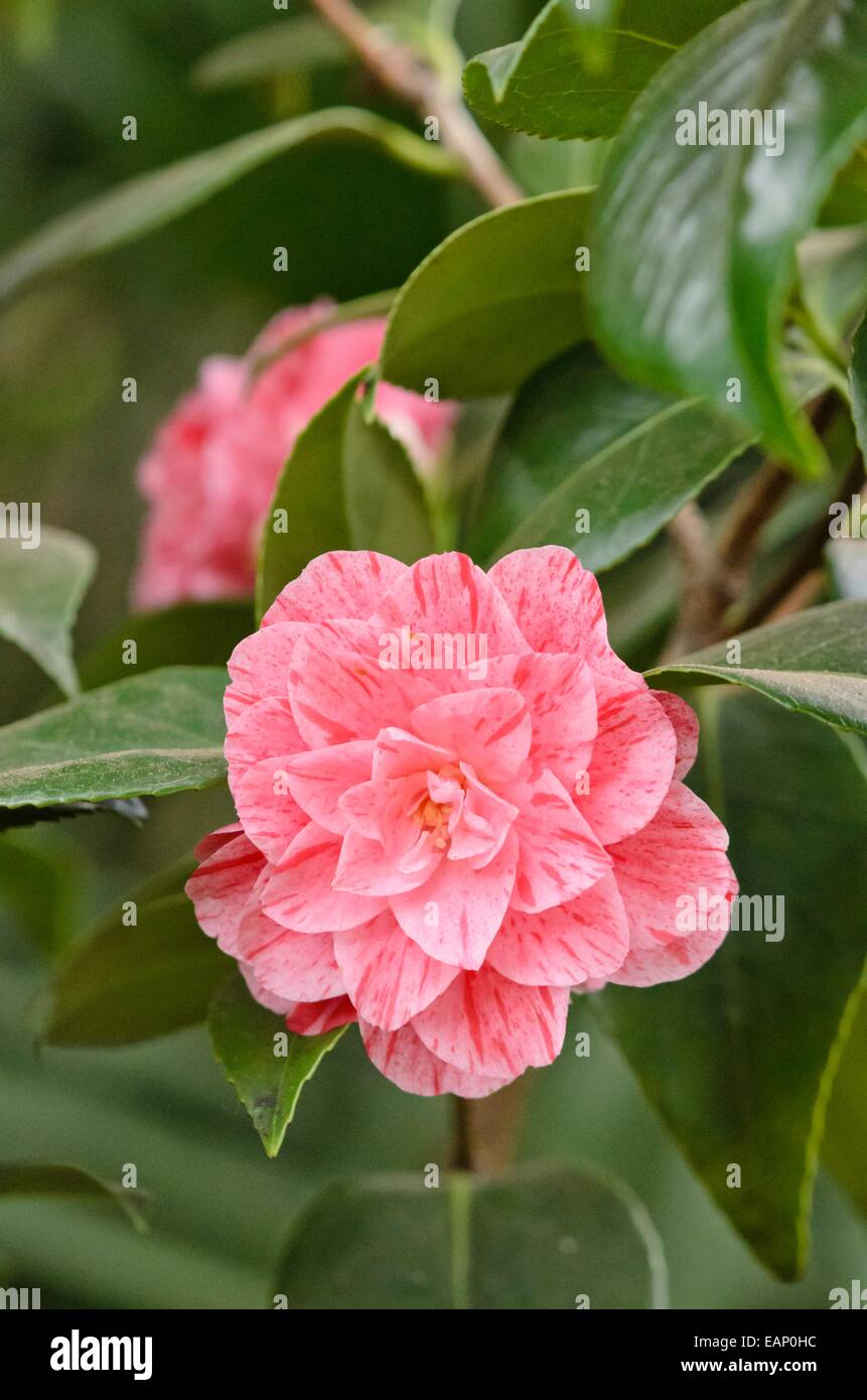 Japanese camellia (camellia japonica 'roma risorta') Banque D'Images