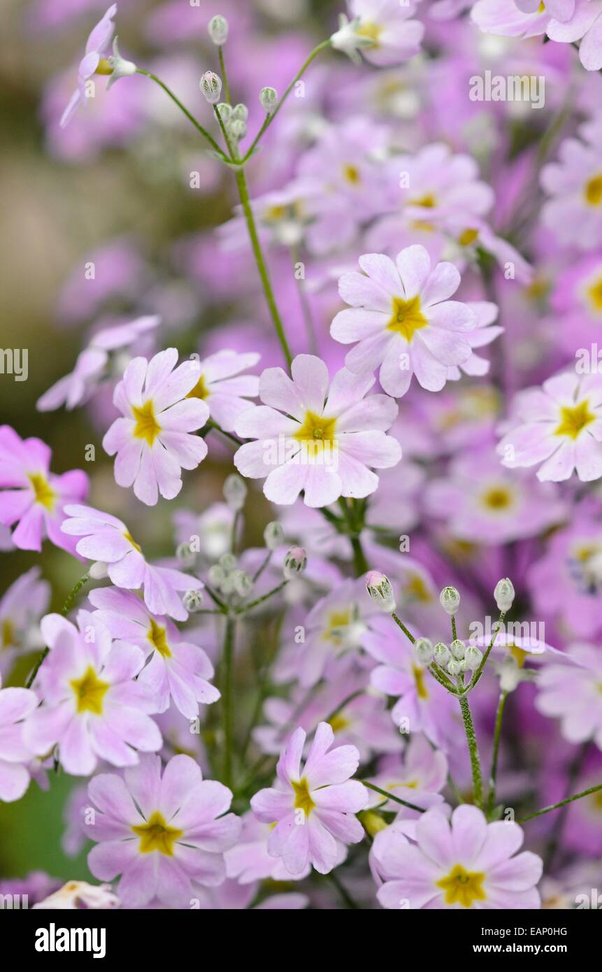 Primrose primula malacoides fée (tons 'Lavender') Banque D'Images