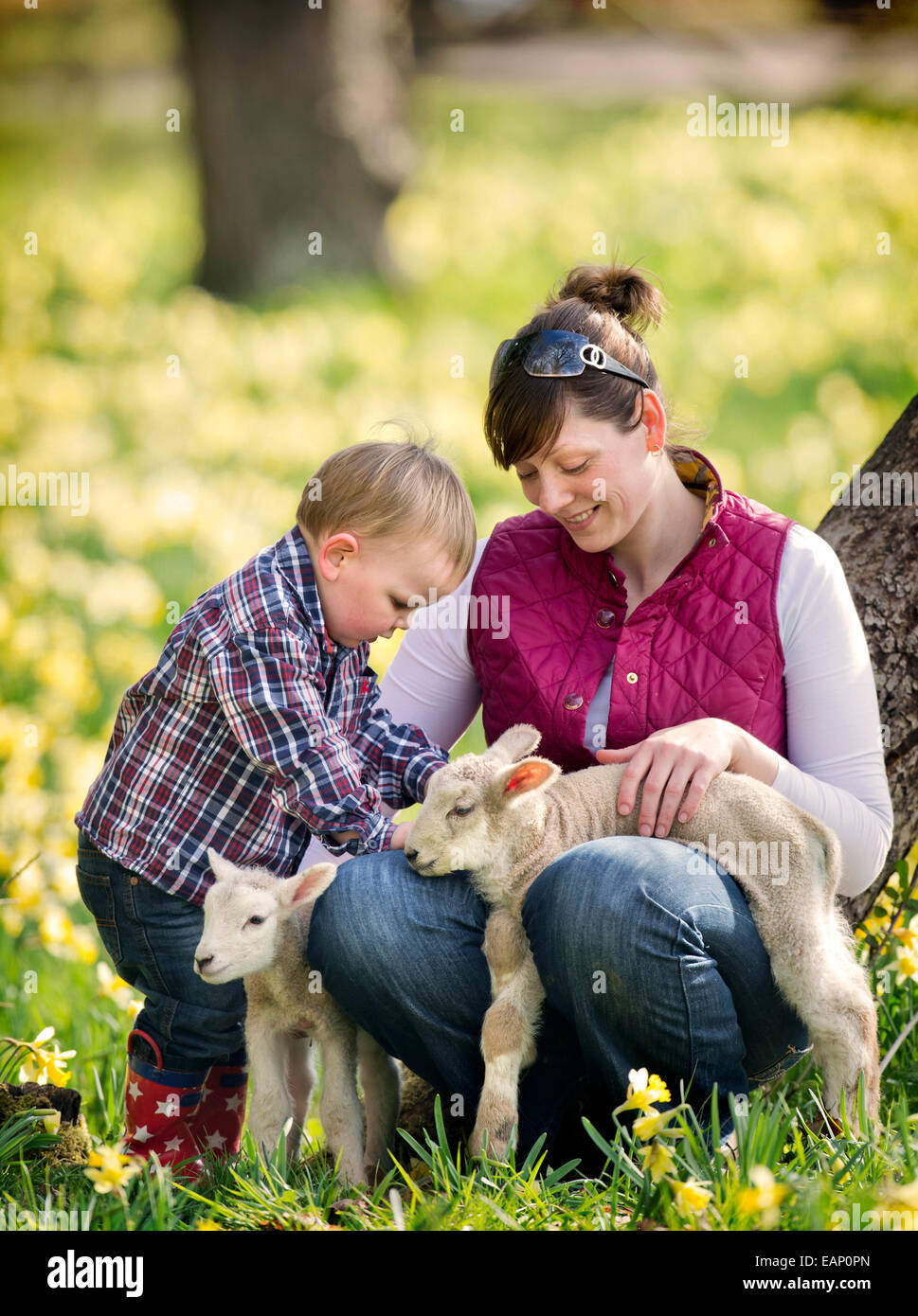 Un éleveur de Kempley, Gloucestershire avec son fils âgé d'un an et certains de leurs agneaux de printemps UK Banque D'Images