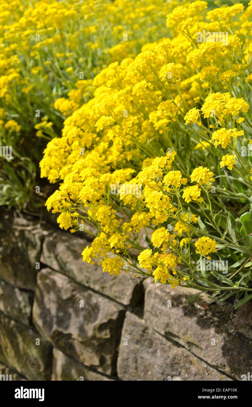 Golden alyssum (Aurinia saxatilis syn. alyssum saxatile) Banque D'Images