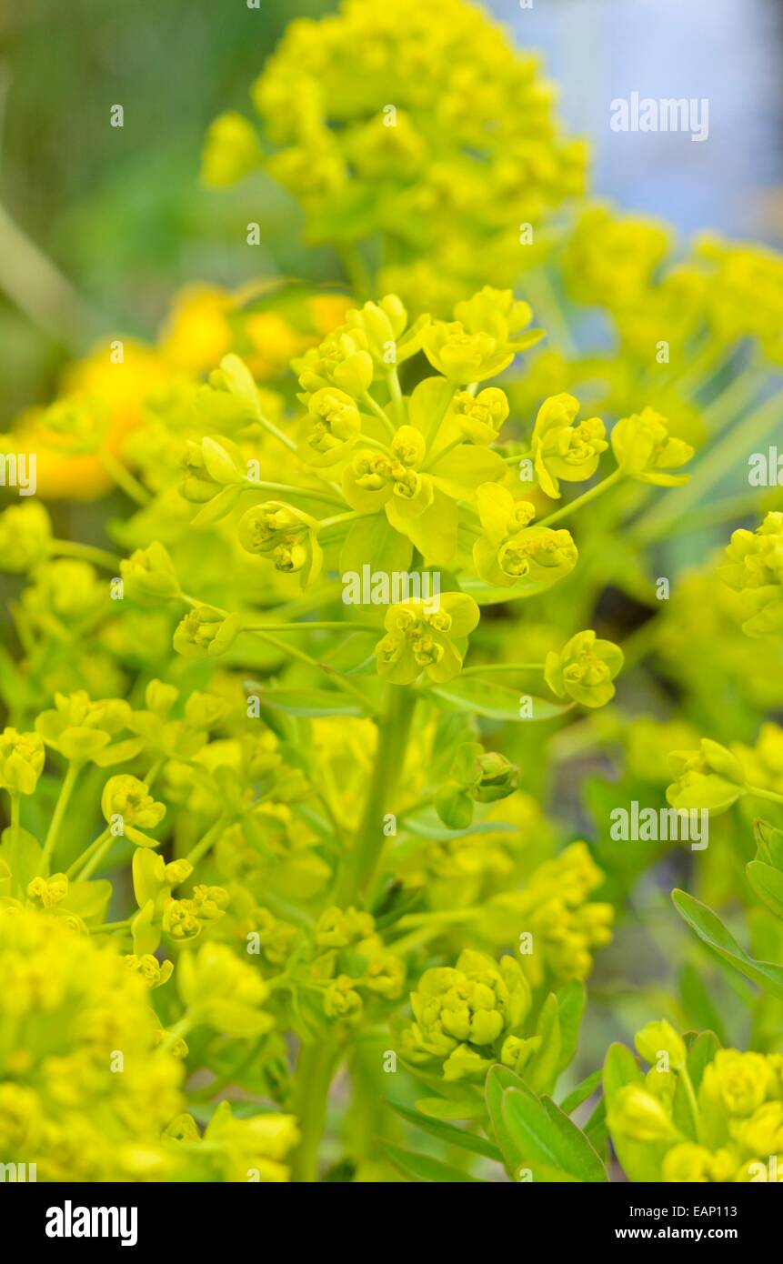 L'euphorbe des marais (euphorbia palustris) Banque D'Images