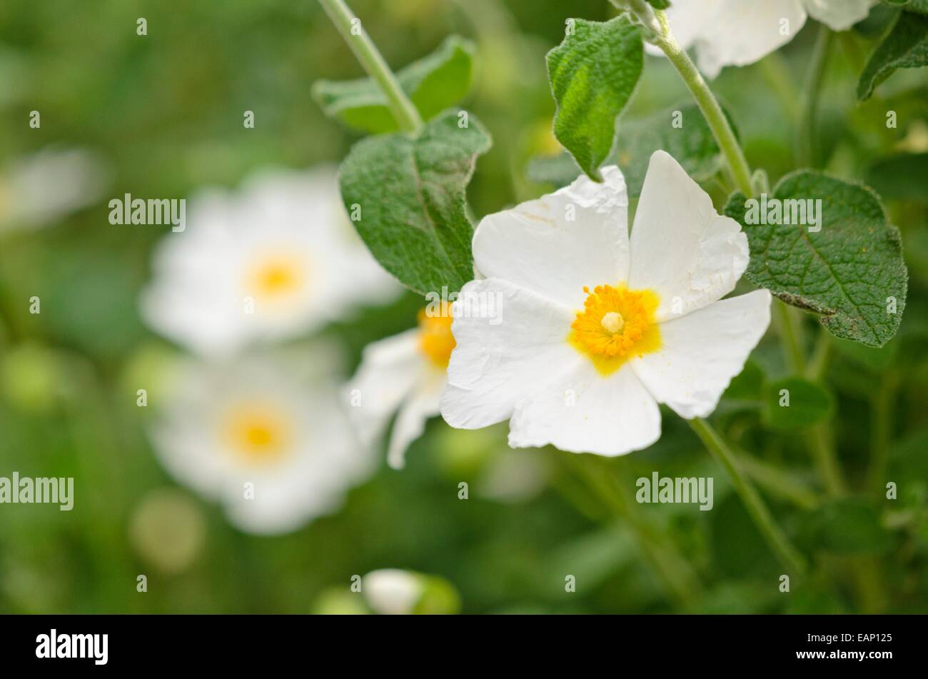 À feuilles de sauge (cistus salviifolius rock rose) Banque D'Images