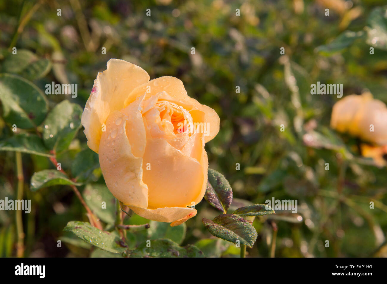 Hybrid Tea Rose, 'Rosa Rosaceae' Dame Mavis Pilkington' dans le parc de Greenwich Rose Garden. Novembre 2014 Banque D'Images