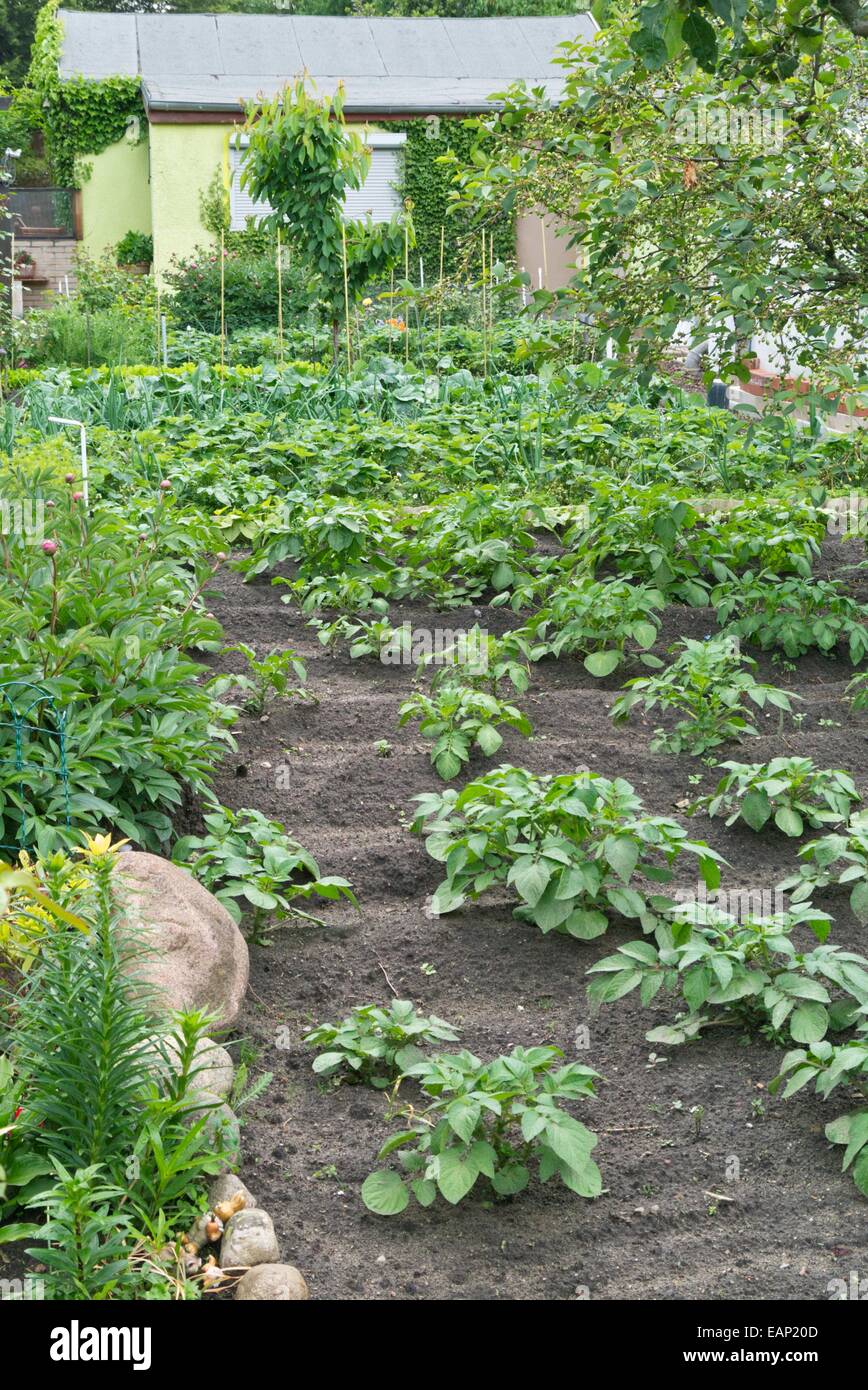 Pommes de terre (Solanum tuberosum) dans un jardin d'attribution Banque D'Images